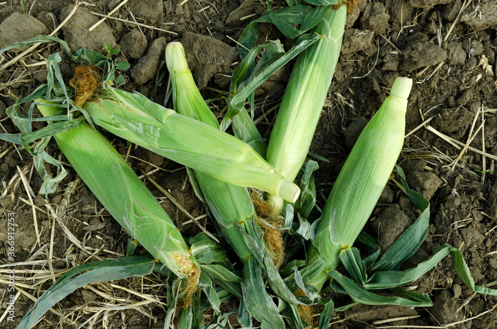 Top view of fresh raw corn and green cobs on the brown farm land