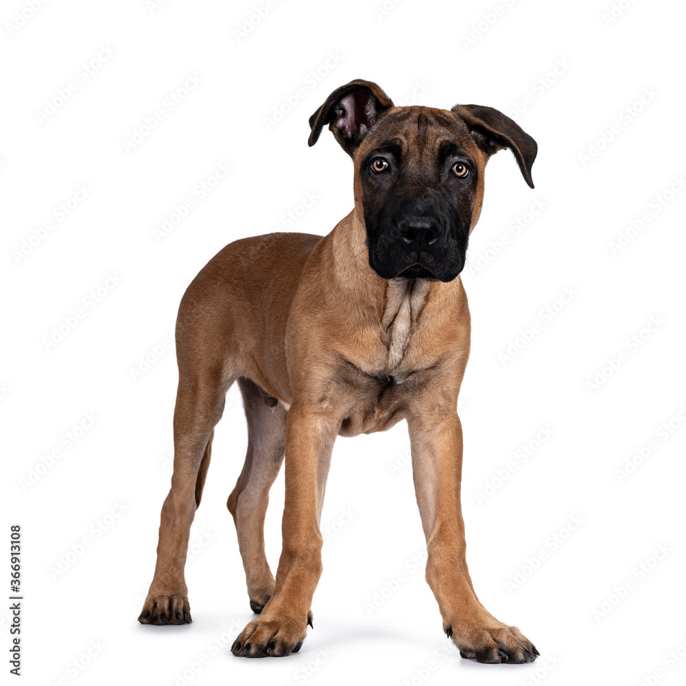 Handsome Boerboel / Malinois crossbreed dog, standing side ways. Head up, looking ahead with mesmerizing light eyes. Isolated on white background.