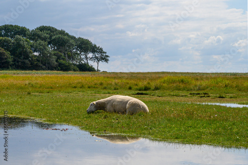 Ausruhendes Schaf auf der Wiese photo