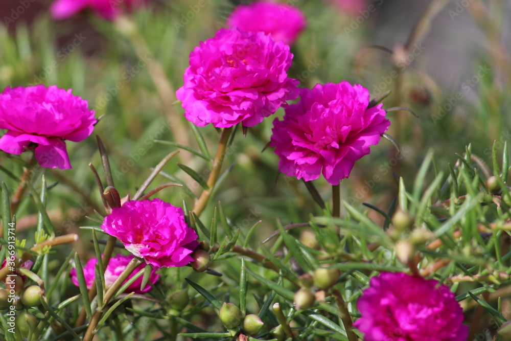 Pink colorful Paeonia officinalis or garden peony flowers display with green nature around.