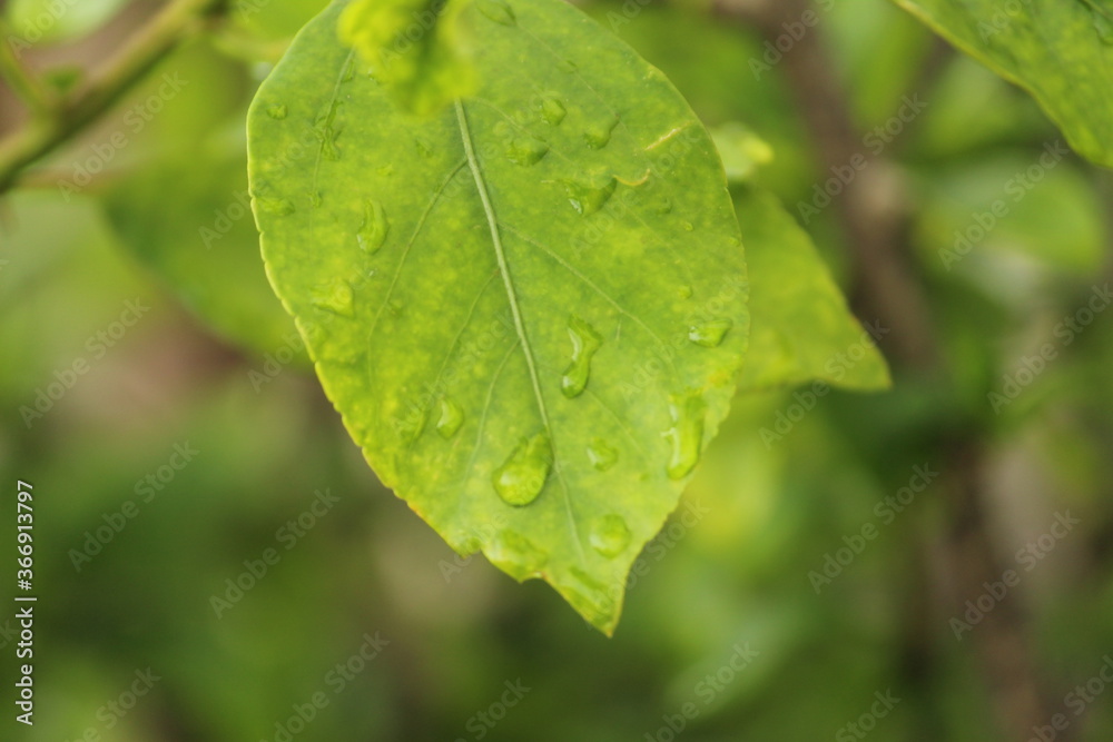 Green background with leaves and water drops. Green foliage of leaves and rain drops closeup with selective focus. Green background with leaves and water drops. Green foliage of leaves and rain drops closeup with selective focus.