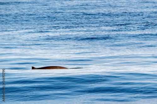 mother and baby calf Cuvier Goose Beaked whale dolphin Ziphius cavirostris photo