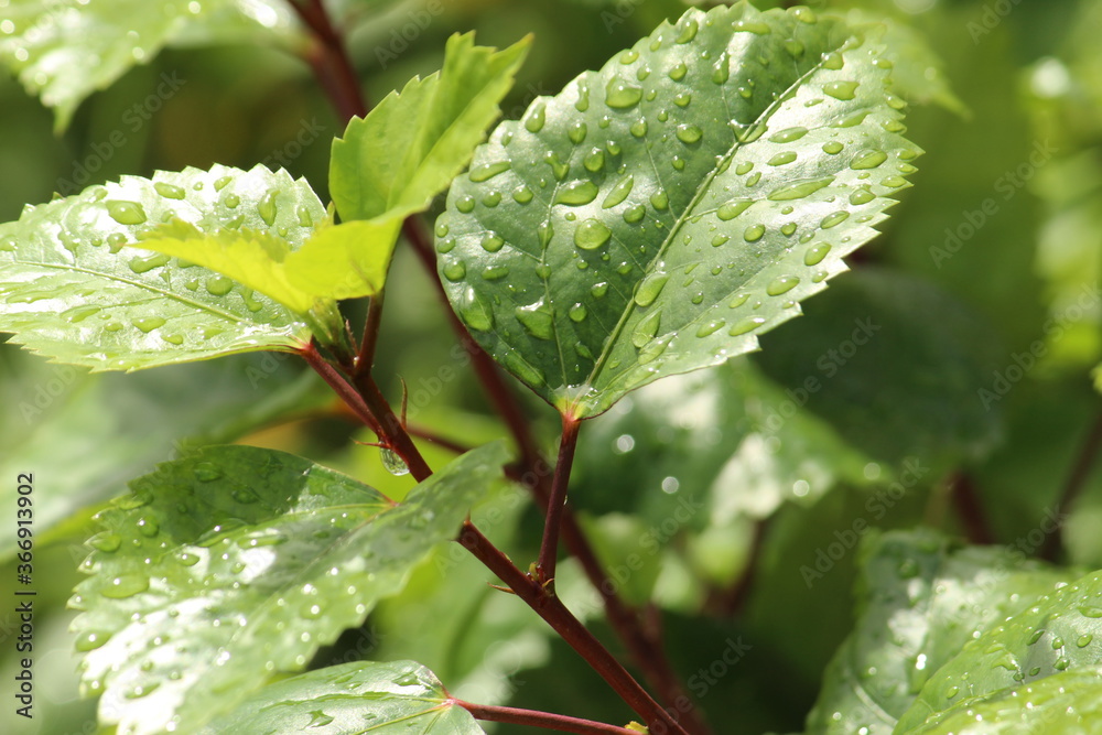 Green background with leaves and water drops. Green foliage of leaves and rain drops closeup with selective focus. 