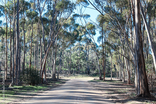 eucalyptus trees in the you yangs photo