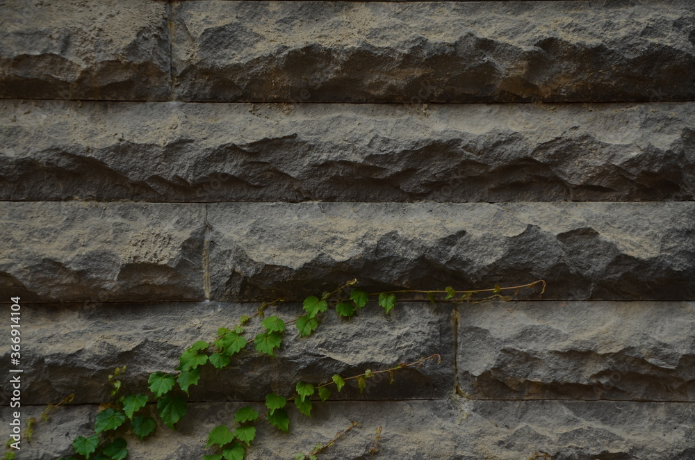 A wall of concrete. Graphic design.Plant. Nature. Urban style. Tbilisi, July 2020 / Brick