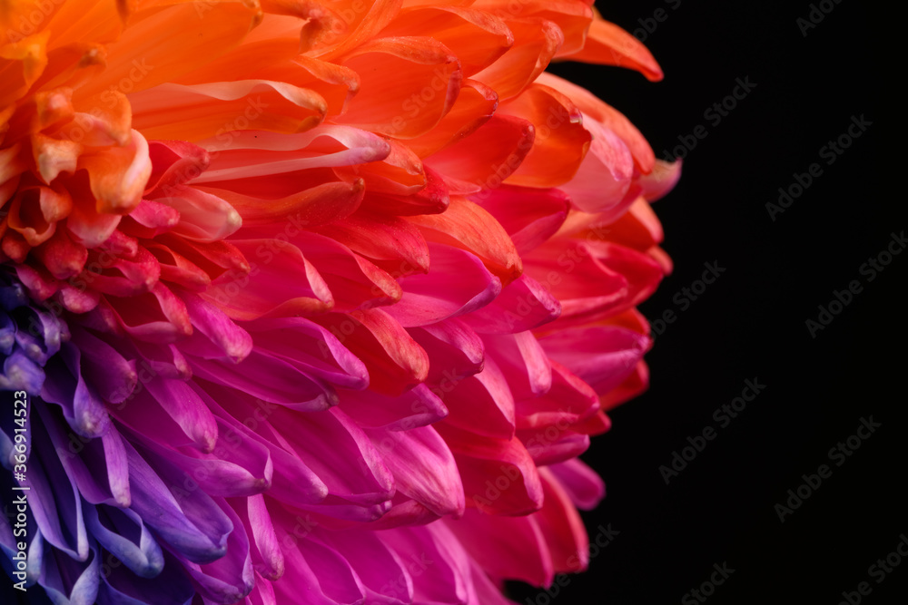 Multicolored petals of chrysanthemum. A rainbow-colored flower. close-up texture