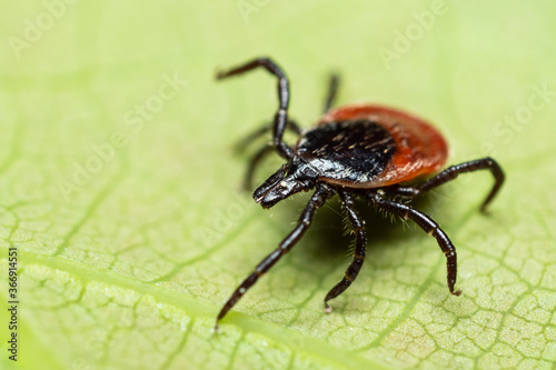 Tick
