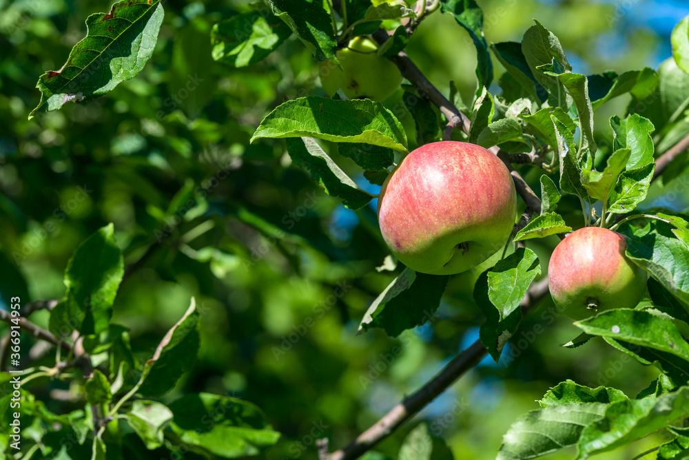Red ripe apples grows on a branch among the green foliage Red ripe apples grows on a branch among the green foliage