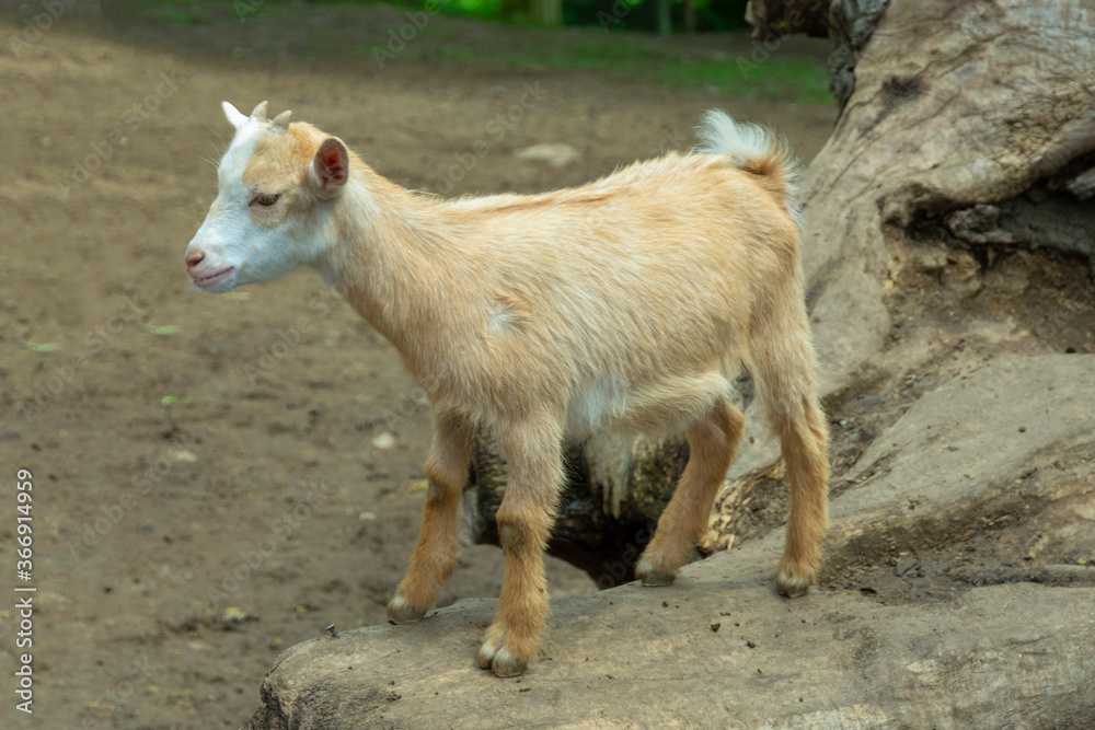 Fototapeta premium young red kid stands on a stone