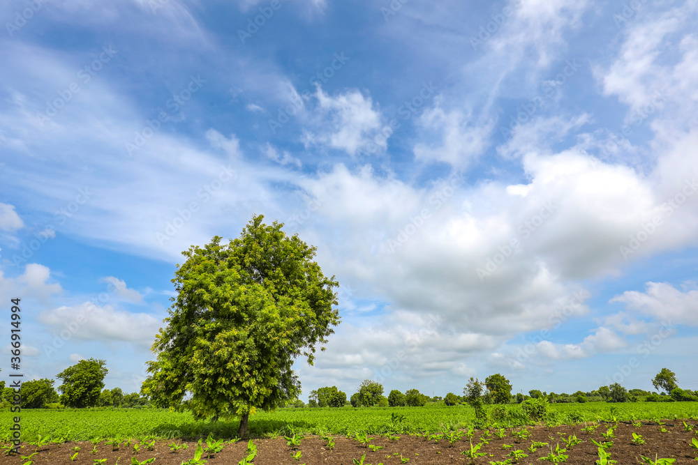 Obraz premium Banana tree plantation with blue sky in the background