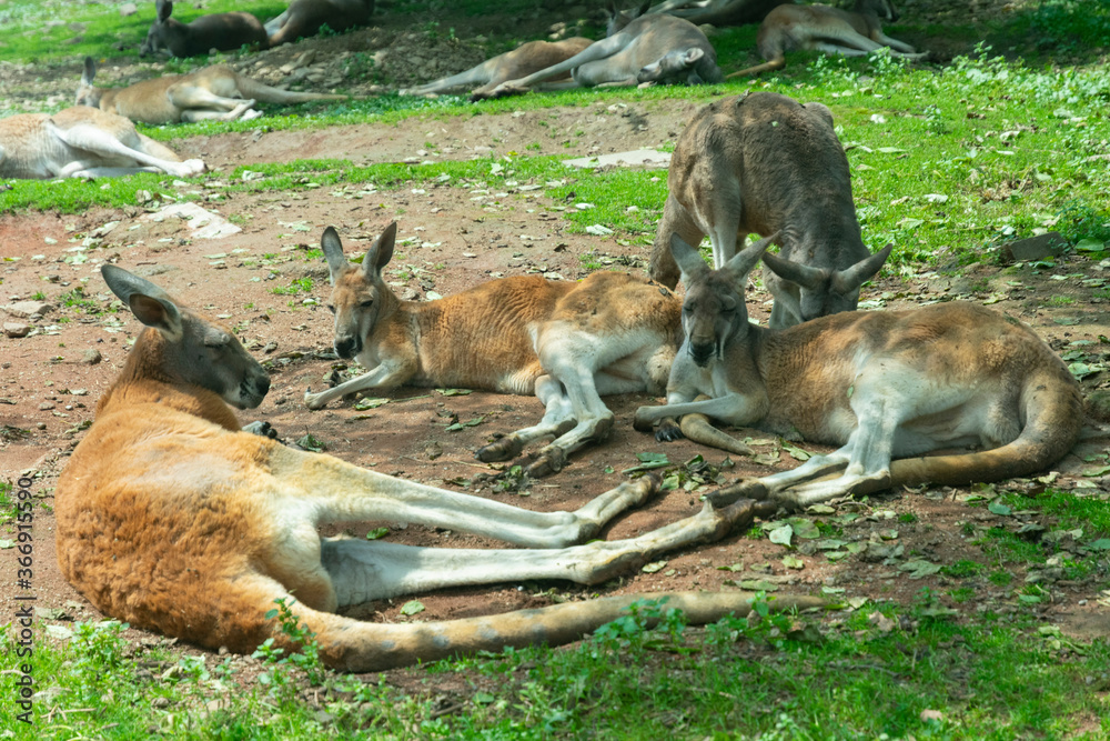 The herd of the kangaroos resting in the shade