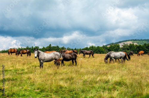 a herd of horses on a pasture