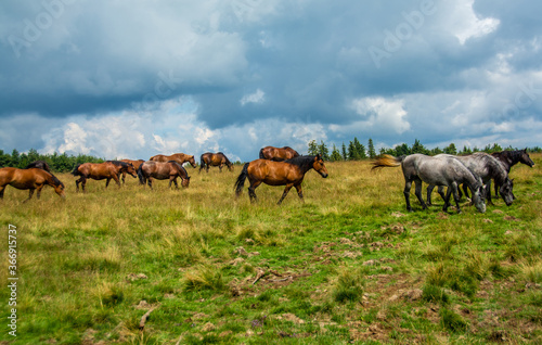 a herd of horses on a pasture © sebi_2569
