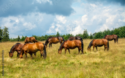 many horses graze on a pasture © sebi_2569