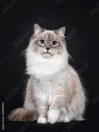 Pretty Neva Masquerade cat sitting frontal. Looking towards camera with light blue eyes. Isolated on a black background. One paw playful in air.