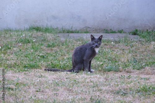 Chat gris assis dans l'herbe . © Richard