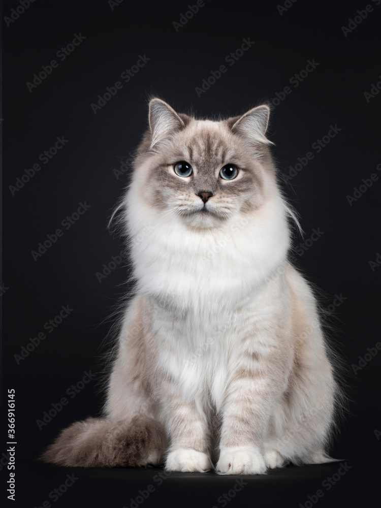 Pretty Neva Masquerade cat sitting frontal. Looking towards camera with light blue eyes. Isolated on a black background.