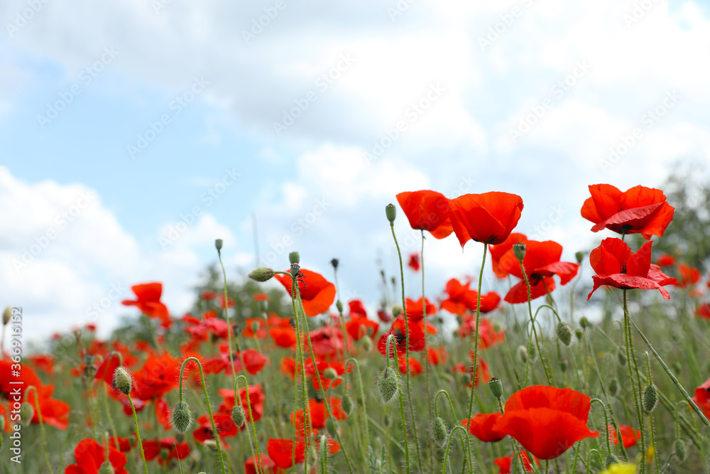 Naklejka premium Beautiful red poppy flowers growing in field
