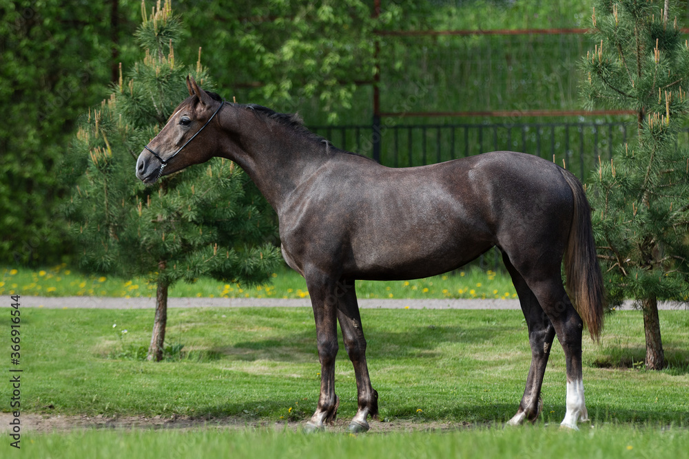 Dark gray horse stands on natural summer background, profile side view, exterior	