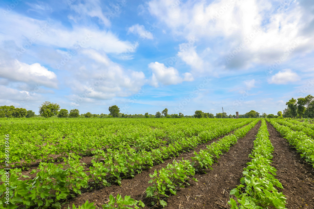 Row of growing green Cotton field in India.