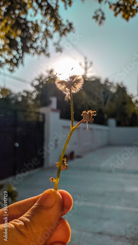 holding a white dandelion in hand.