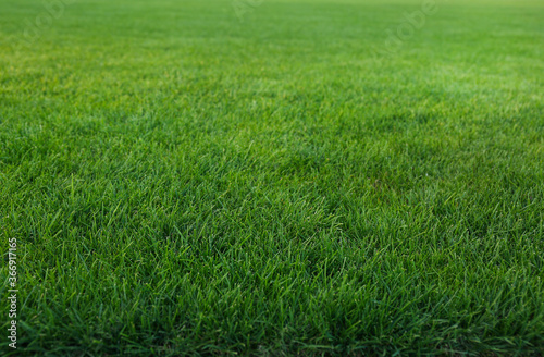 Green lawn with fresh grass as background