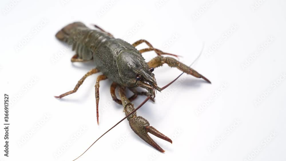 Healthy and active fresh river crayfish move on a white background. Healthy and active fresh river crayfish move on a white background.