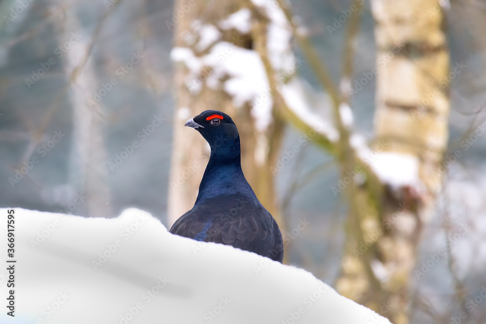 Black grouse - blackgame or blackcock (Tetrao tetrix) male on the snow Black grouse - blackgame or blackcock (Tetrao tetrix) male on the snow