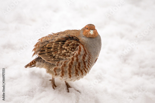 Fototapeta Grey partridge (Perdix perdix), also known as the English partridge, Hungarian p