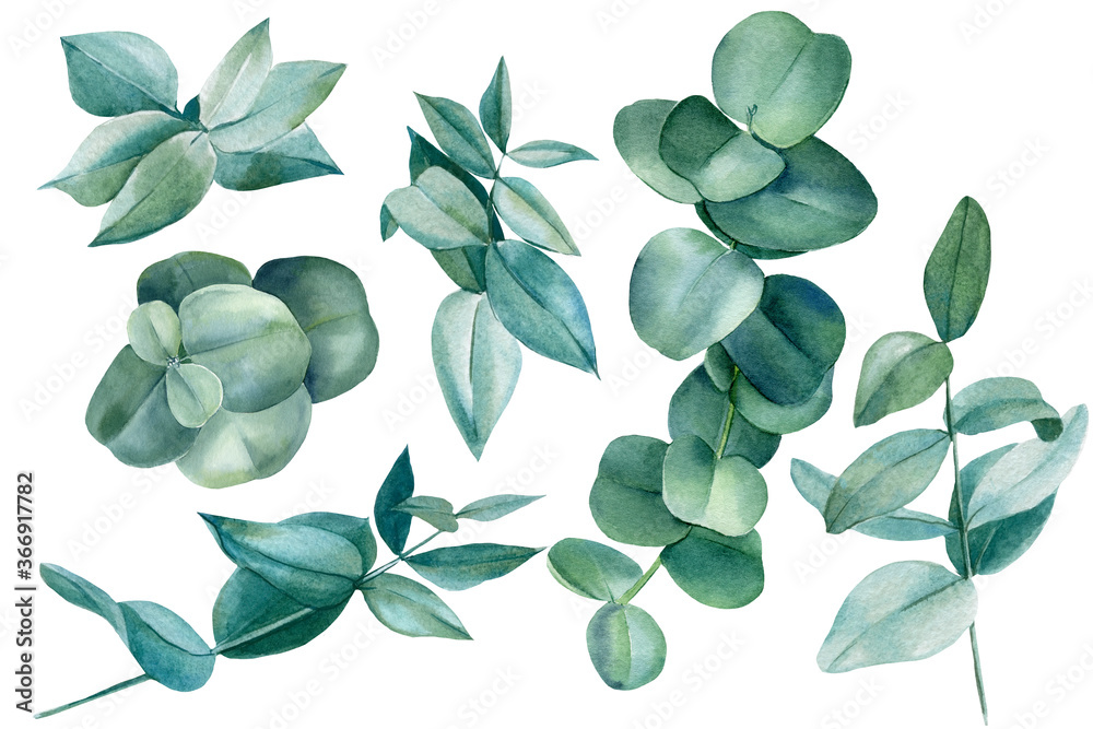 Set of eucalyptus leaves, floral elements on an isolated white background, watercolor clipart, hand drawing Set of eucalyptus leaves, floral elements on an isolated white background, watercolor clipart, hand drawing
