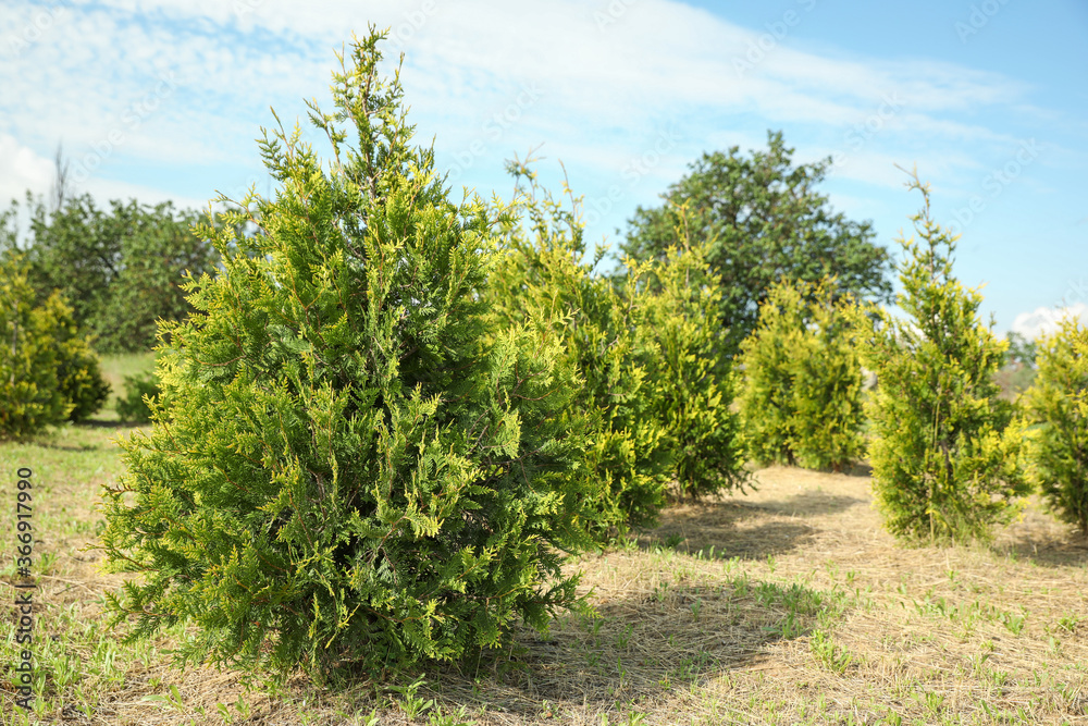 Young thuja trees growing outdoors. Planting and gardening