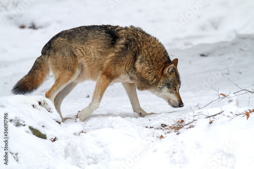 Gray wolf (Canis lupus) walking on the snow in the forest © Simon Kovacic