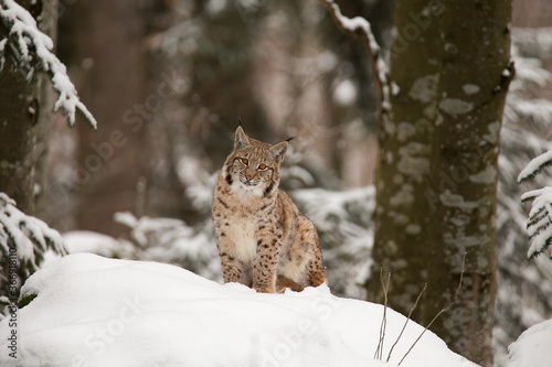 Focused eurasian lynx hunting in forest at winter