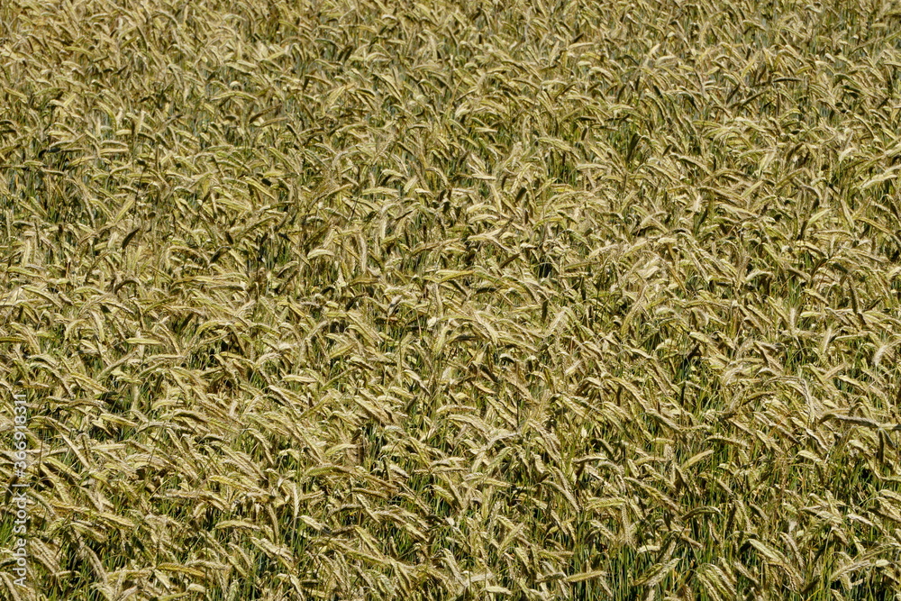 Fields of cereals close-up, Natural cereal background Fields of cereals close-up, Natural cereal background