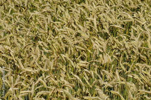 Fields of cereals close-up, Natural cereal background