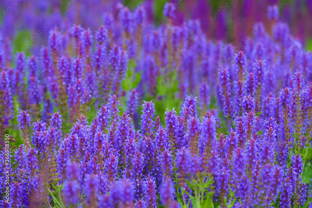 Obraz premium Sage purple and violet flowers, Salvia officinalis