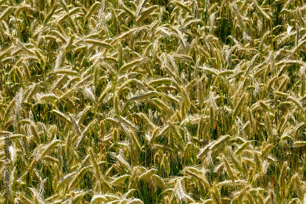 Fields of cereals close-up, Natural cereal background Fields of cereals close-up, Natural cereal background