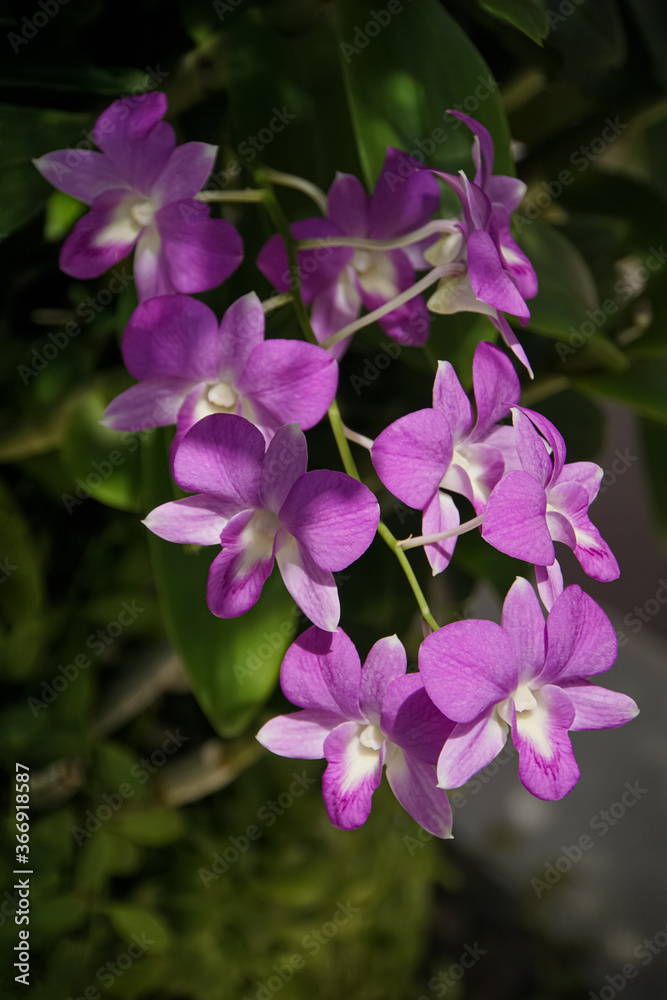 Obraz premium Dendrobium orchid, Violet Orchid Purple Orchids, tropikalne kwiaty,