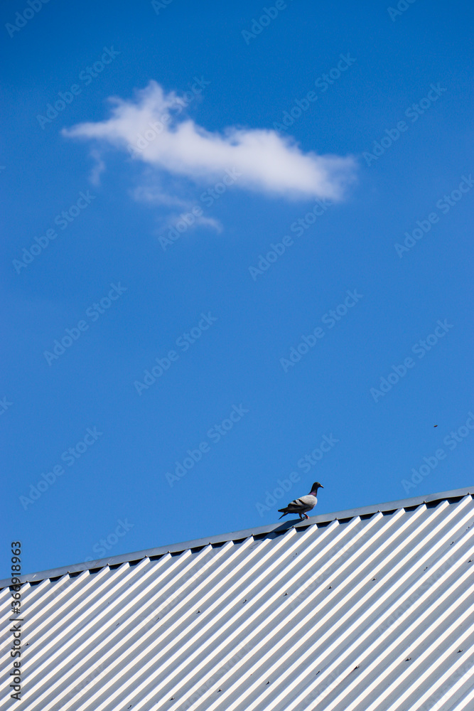 pigeon on a tin roof