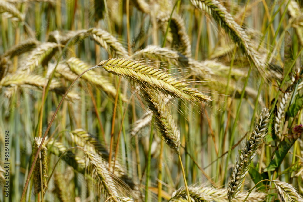 Fields of cereals close-up, Natural cereal background Fields of cereals close-up, Natural cereal background