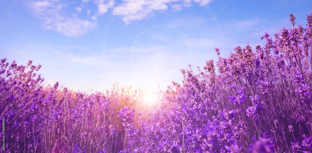 Sunlit lavender field under blue sky, banner design