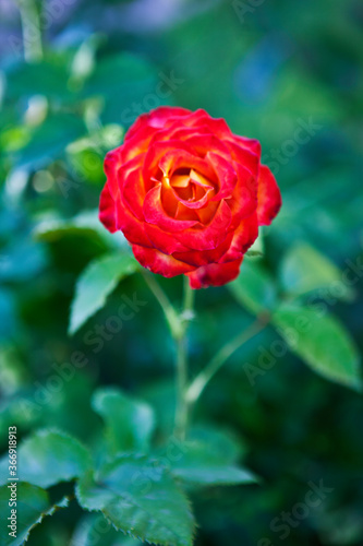 red rose in the garden © Kirill