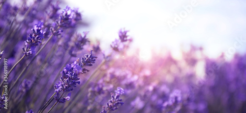 Beautiful lavender field  closeup view with space for text. Banner design