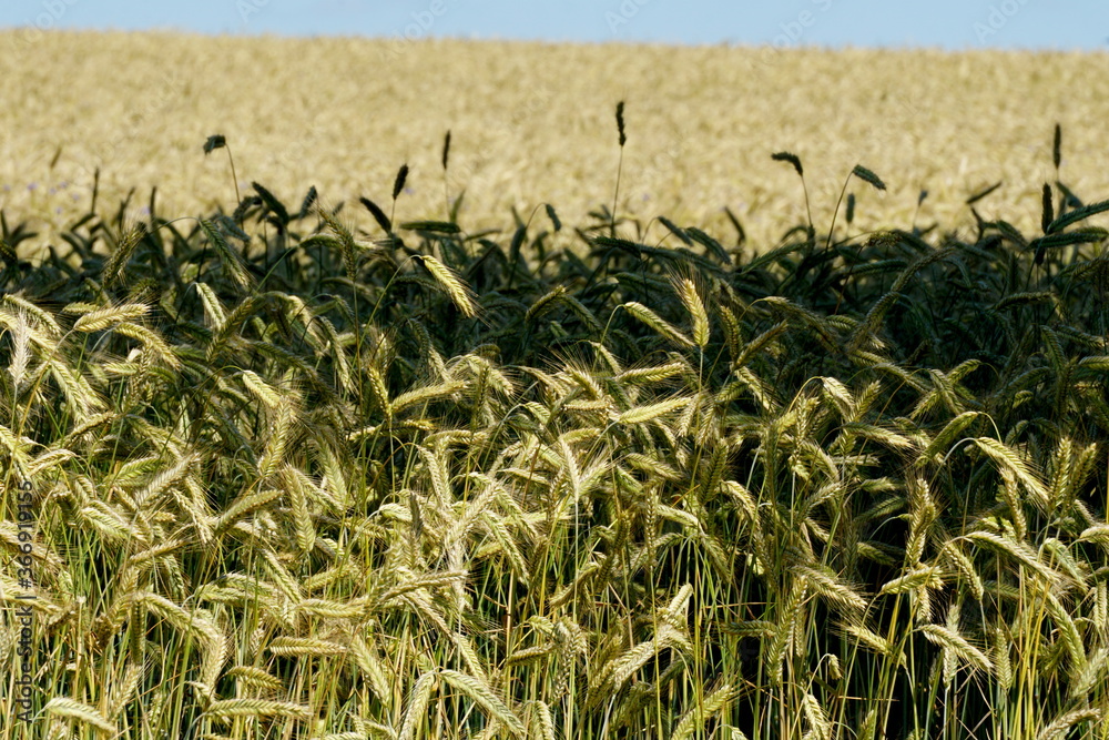 Fields of cereals close-up, Natural cereal background Fields of cereals close-up, Natural cereal background