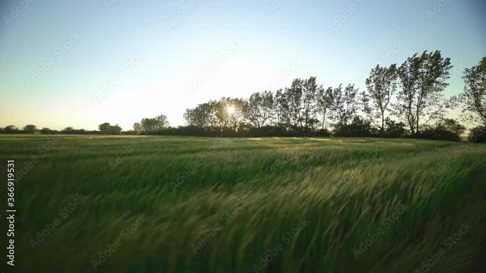 The barley harvest ripens under the warm rays of the sun. Flying over a green spike field. The wind shakes the thick barley in the field. Cereals for bread production. Sunset over young spikelets. The barley harvest ripens under the warm rays of the sun. Flying over a green spike field. The wind shakes the thick barley in the field. Cereals for bread production. Sunset over young spikelets.