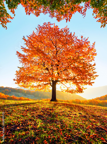 Sunny autumn. Natural landscape. Rural scenery with mountains, forests and fields. There is a lonely lush tree on the lawn covered with orange leaves through which the sun rays are shining.
