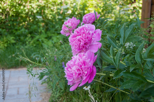 Pink peonies in the garden at a country house. Garden flowering plant. Overgrown front garden.