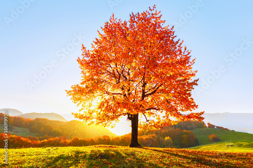 Beautiful autumn scenery. On the lawn covered with leaves at the high mountains there is a lonely nice lush strong tree and the sun rays lights through the branches with the background of blue sky.