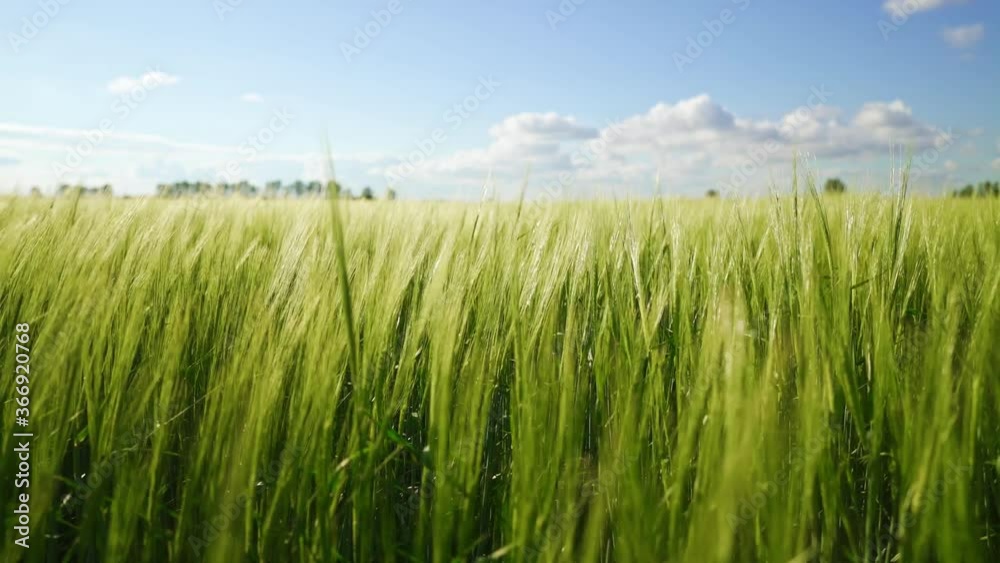 The barley harvest ripens in warm sunlight. Green fields of wheat are earing from the wind. Field of cereals for making bread. A large crop of grain. Agricultural business for growing organic plants. The barley harvest ripens in warm sunlight. Green fields of wheat are earing from the wind. Field of cereals for making bread. A large crop of grain. Agricultural business for growing organic plants.