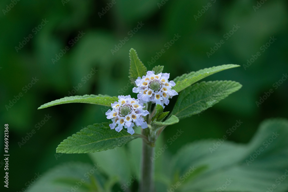 Beautiful wildflowers in my garden. Beautiful wildflowers in my garden.